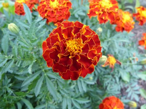 Marigoldas, Vasaros Gėlė, Oranžinės Gėlės