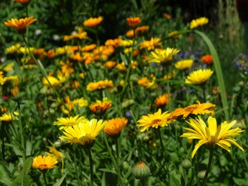 Marigoldas, Kalendra, Sodininkystė, Calendula Officinalis, Vaistinis Augalas, Vasaros Gėlė, Oranžinė