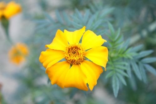 Marigoldas, Geltona, Gėlė