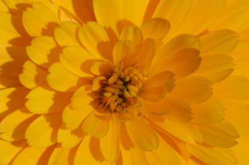 Marigoldas, Gėlė, Geltona, Calendula Officinalis, Vasaros Gėlės