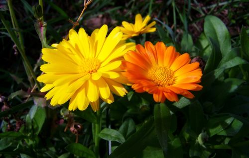 Marigoldas, Geltonos Oranžinės Gėlės, Gėlių Sodas
