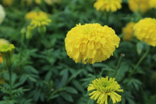 Marigoldas, Gėlės, Geltona, Šviežios Gėlės