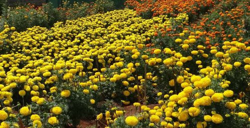 Marigoldas, Gėlė, Geltona, Auksas, Gėlių, Flora, Indija