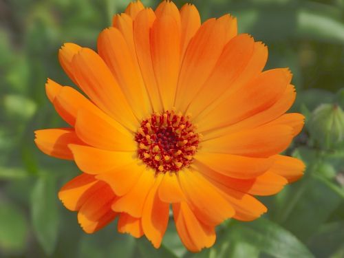Marigoldas, Calendula Officinalis, Sodininkystė, Gėlės, Žiedas, Žydėti, Oranžinė, Gamta, Flora
