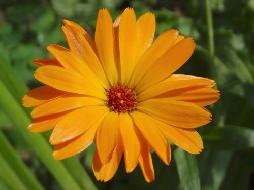 Marigoldas, Calendula Officinalis, Sodininkystė, Gėlės, Žiedas, Žydėti, Oranžinė, Gamta, Flora