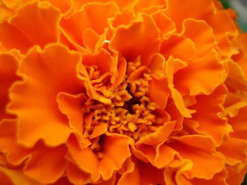 Marigoldas, Gėlė, Oranžinė, Gražus, Spalvinga