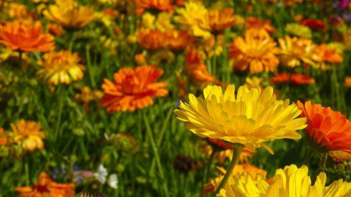 Marigoldas, Gėlės, Blütenmeer, Gėlių Pieva, Gėlių Sritis, Vasara, Geltona, Oranžinė