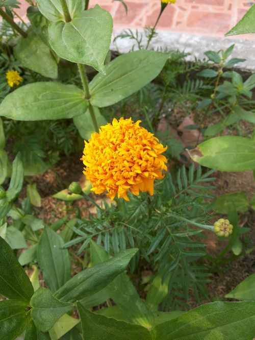 Marigoldas, Gėlės, Gamta
