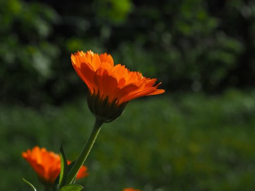 Marigoldas,  Žiedas,  Žydėti,  Gėlė,  Oranžinė,  Calendula Officinalis,  Sodininkystė,  Kompozitai,  Asteraceae,  Vaistinis Augalas