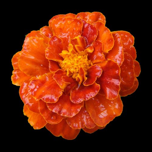 Marigoldas, Balkono Gėlė, Oranžinė, Drėgnas