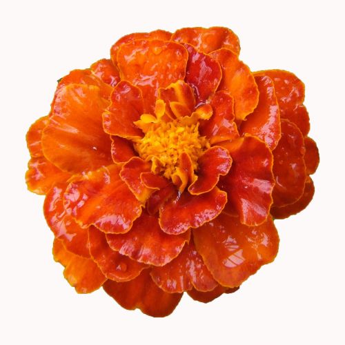 Marigoldas, Balkono Gėlė, Oranžinė, Žiedas, Žydėti