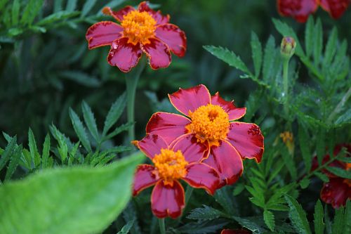 Marigoldas,  Fukušima,  Lietus,  Raudonos Violetinės Gėlės