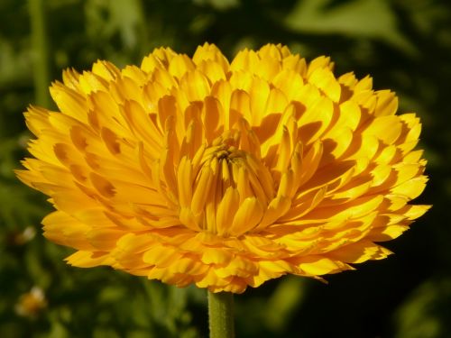 Marigoldas, Calendula Officinalis, Sodininkystė, Natūropatas, Vaistinis Augalas, Gėlė, Žiedas, Žydėti, Geltona, Vasaros Gėlė