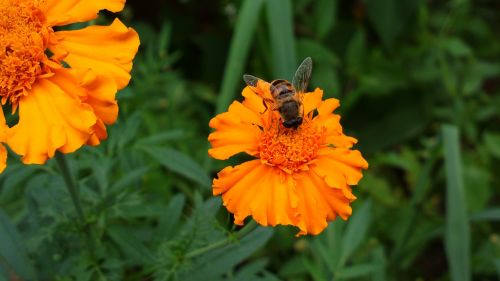 Marigoldas, Bičių, Vabzdys, Augalas, Augalai, Gėlė, Gėlės, Žaluma, Flora, Žolė, Žydėti, Žiedas, Floret, Stiebas, Gražus, Spalvinga, Gamta, Lauke, Lauke, Pavasaris, Vasara, Mielas, Graži, Makro, Iš Arti