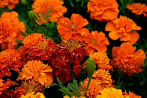 Marigolds,  Gėlės,  Puokštė,  Oranžinė,  Žiedlapiai