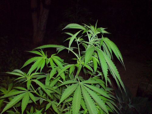 Marihuana, Kanapių, Žalias