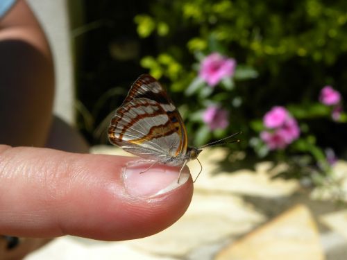 Mariposa, Drugelis, Vabzdys