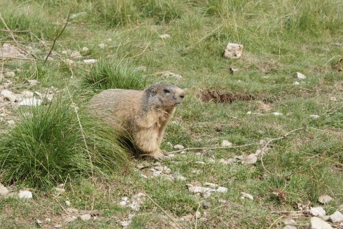 Giesmė, Fauna, Gamta, Kalnai, Alpės Iš Aukštutinės Provence