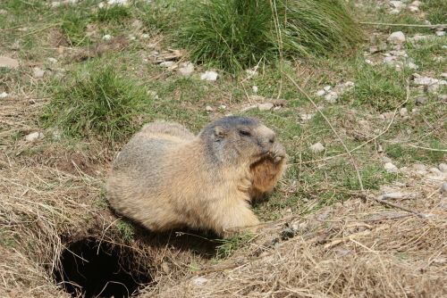 Giesmė, Kailis, Fauna, Gamta, Vasara, Kalnai, Alpės Iš Aukštutinės Provence