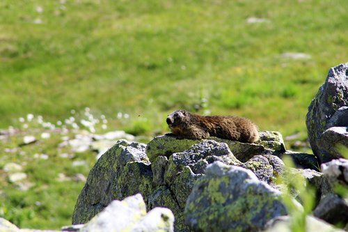 Marmot,  Kalnai,  Gyvūnijos Pasaulyje,  Surselva,  Bündnerland