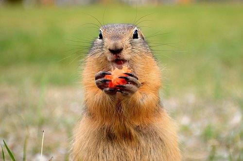 Marmot,  Glade,  Vasara,  Gyvūnas