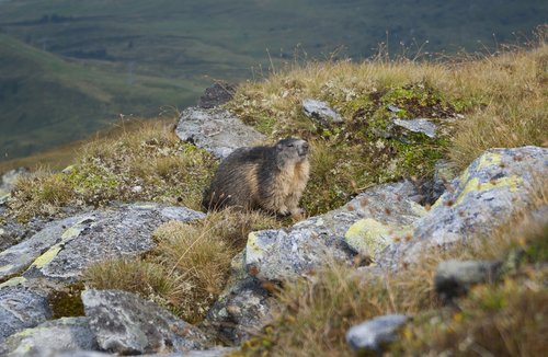 Marmot,  Pobūdį,  Gyvūnijos Pasaulyje,  Alpine,  Kalnų,  Iš Arti,  Gyvūnas