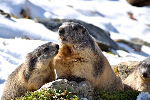 Marmottes,  Pobūdį,  Sniegas,  Graužikų,  Alpine