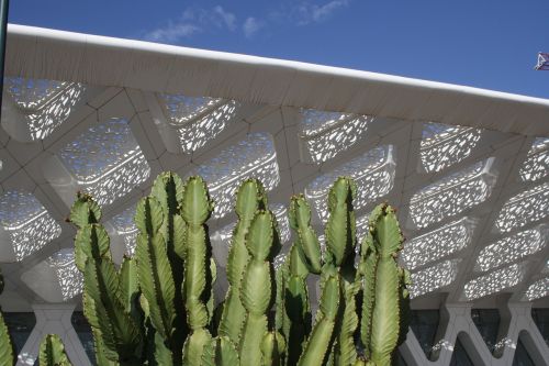Marrakechas, Oro Uostas, Kaktusas, Stogas