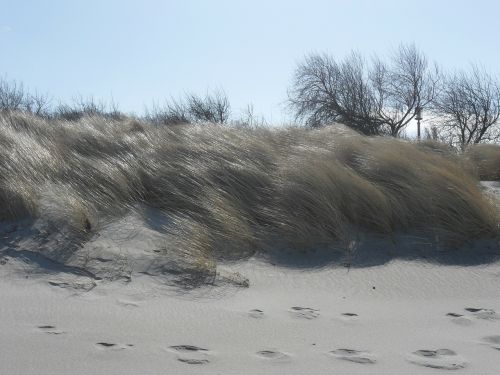 Marram Žolė, Žolės, Žolė, Papludimys, Persiųsti, Jūra