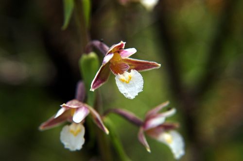 Pelkės Žąsys, Epipactis Palustris, Orchidėja, Saugoma Augalija