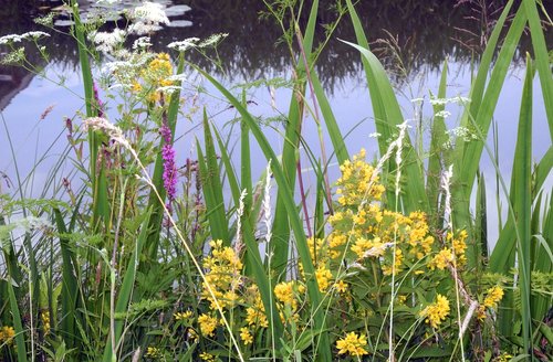 Marsh Augalai,  Pelkės,  Pobūdį,  Augalų,  Floros,  Reed,  Tvenkinys,  Gėlės