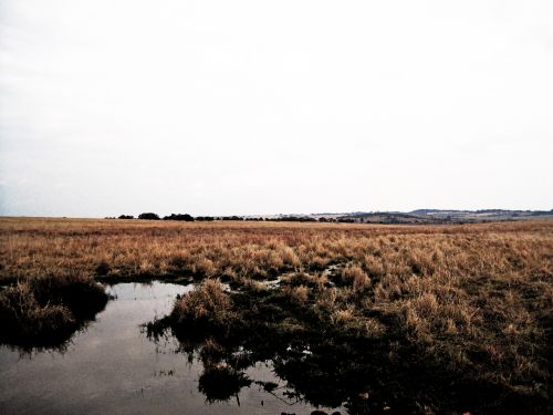 Veld,  Žolė,  Gamta,  Vanduo,  Soddy,  Pelkėtas,  Pelkėtas Vanduo Žemoje Raktoje