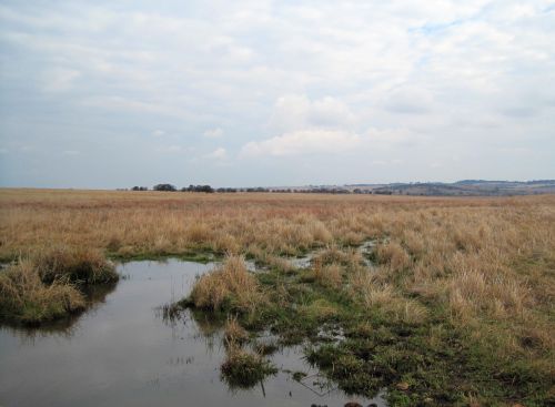 Veld,  Žolė,  Gamta,  Vanduo,  Soddy,  Pelkėtas,  Pelkėtas Vanduo