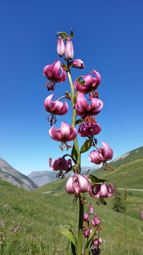 Martagon Lily, Gėlė, Gamta, Apsaugota Gėlė, Alpės
