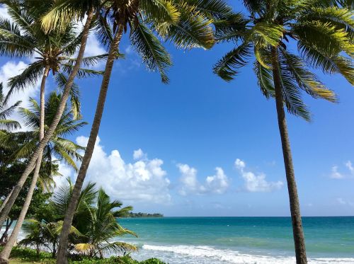 Martinique, Kokoso Medžiai, Karibai, Saulė, Šventė, Vandenynas, Karibų Jūra