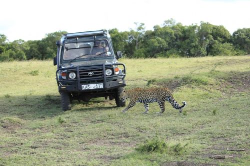 Masai Mara, Kenya, Afrika, Safari, Laukiniai, Savanna, Plėšrūnas, Leopardas, Katė, Mėsėdis, Kačių, Laukinė Gamta, Gyvūnas