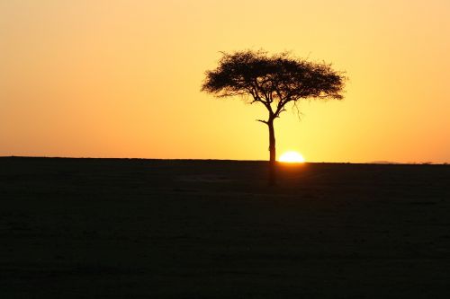 Masai Mara, Kenya, Saulėlydis, Afrika, Acacia, Medis, Horizontas