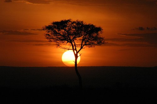 Masai Mara,  Saulėlydžio,  Kenija,  Afrikoje,  Acacia,  Horizontas,  Medis