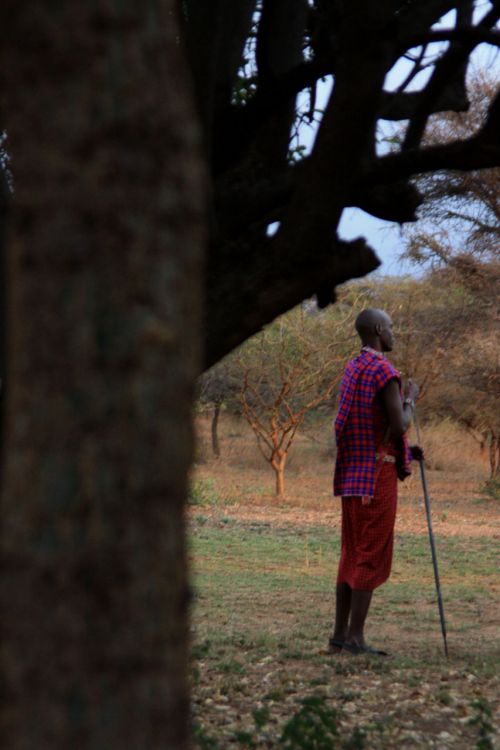 Maasai,  Kenya,  Žmonės,  Tradicija,  Maasai