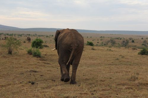 Masai Mara, Dramblys, Kenya