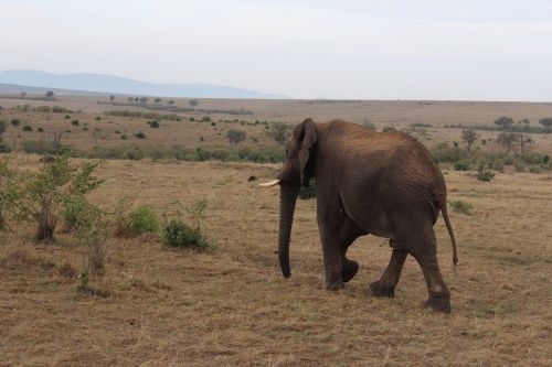 Masai Mara, Dramblys, Kenya