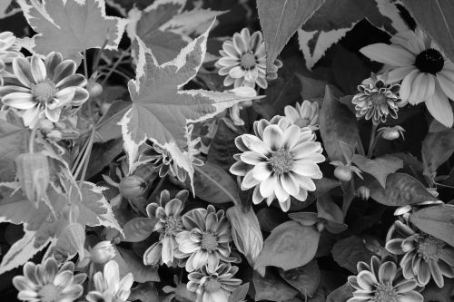 Didžiulės Gėlės, Parterre, Nuotrauka Juoda Balta, Puokštė, Botanika