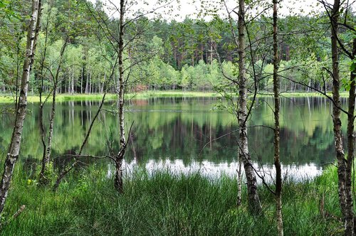 Mazury,  Miškas,  Ežeras