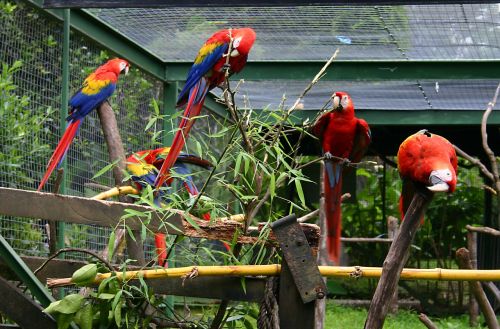 Paukštis,  Papūga,  Narve,  Zoologijos Sodas,  Spalvinga,  Šviesus,  Macaws Narve