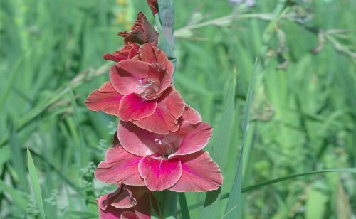 Gladiolas, Iridaceae, Gėlė, Flora