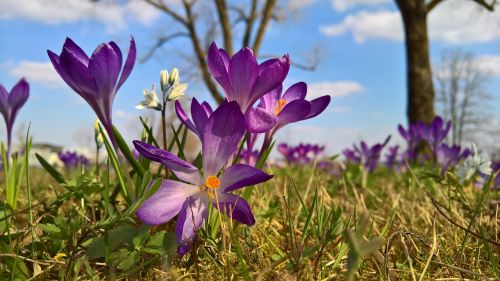 Pieva, Gėlė, Žiedas, Žydėti, Violetinė, Žydėti