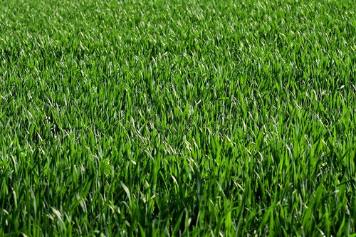 Meadow,  Laukas,  Žolė,  Žalias,  Pobūdį,  Kraštovaizdis