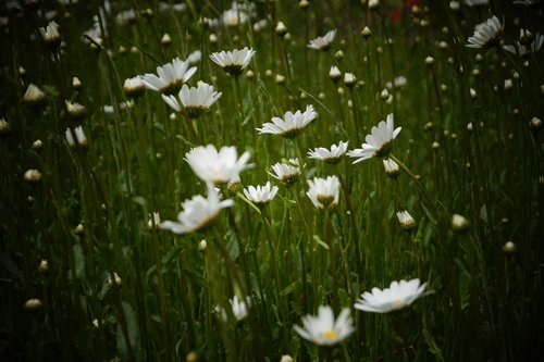 Meadow,  Gėlės