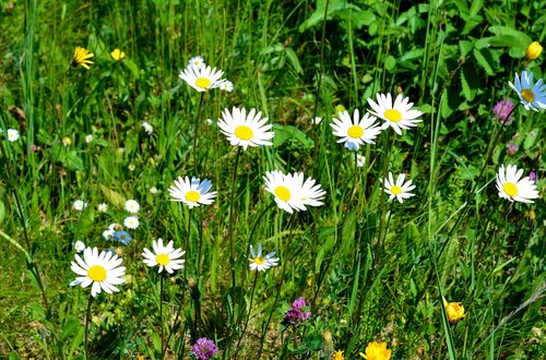 Meadow,  Pavasaris,  Gėlės,  Saulutės