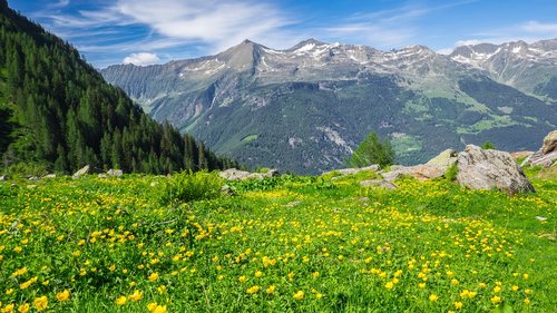 Meadow,  Žydėjimo Pievą,  Kalnai,  Kraštovaizdis,  Šveicarija